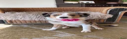 Border Collie dogs for sale: 5 year old tri Merle border collie girl  in Carlisle - Advert 4