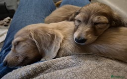 Miniature Dachshund dogs for sale: Miniature dachshunds Long haired cream KC reg  - Image 19
