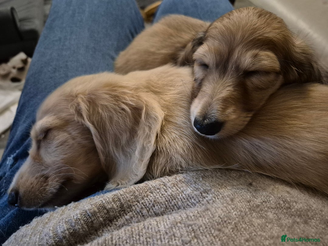 Miniature Dachshund dogs for sale: Miniature dachshunds Long haired cream KC reg  - Image 19