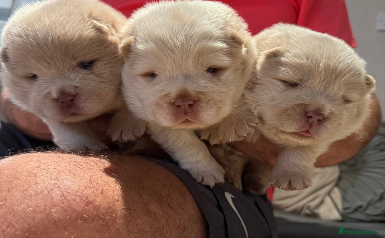 Chow Chow dogs - Advert 1