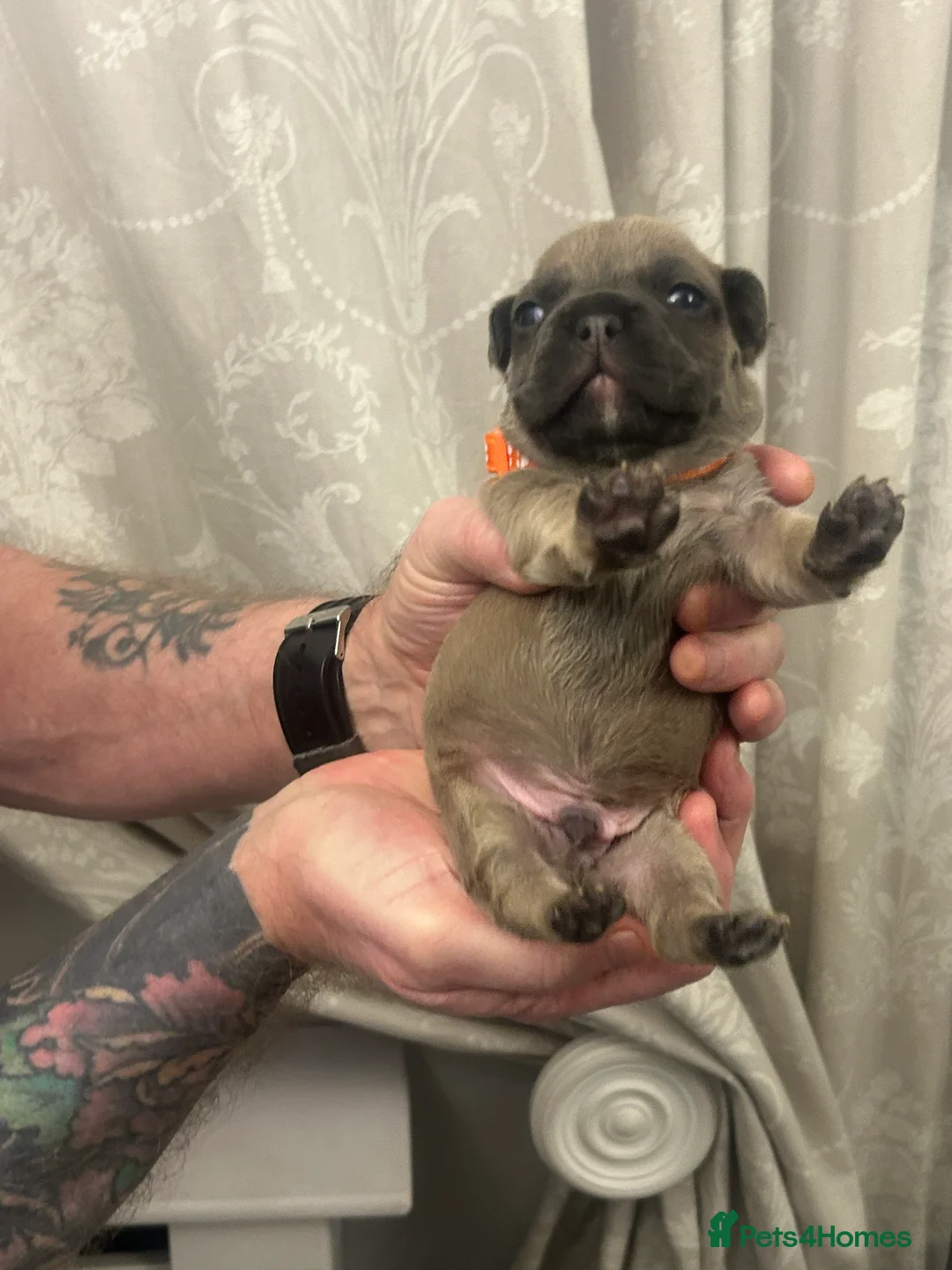 French Bulldog dogs for sale: 9 top quality fluffy carrying french bulldogs  - Advert 26