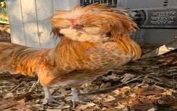 Chickens poultry for sale: Polish cockerel free to collector  - Advert 2
