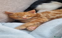 Mixed Breed cats for sale: Adorable Kittens. Ginger males - Image 9