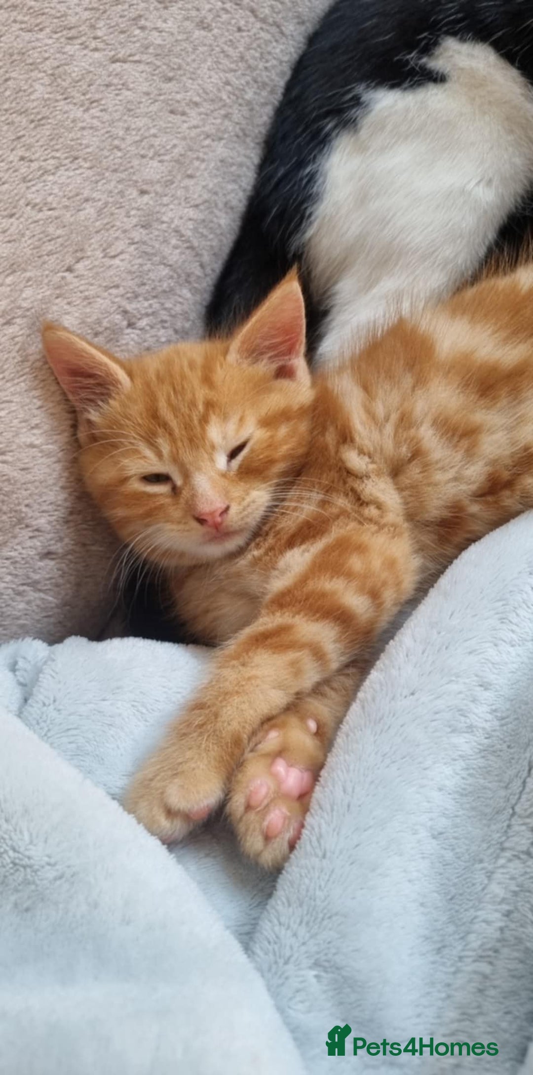 Mixed Breed cats for sale: Adorable Kittens. Ginger males - Image 9