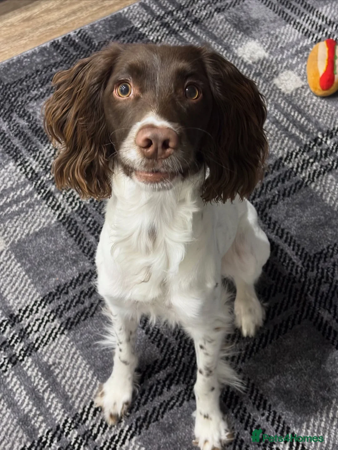 English Springer Spaniel dogs for sale: Beautiful springer spaniel puppy - Advert 1