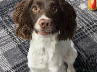 English Springer Spaniel dogs Beautiful springer spaniel puppy - Advert 1