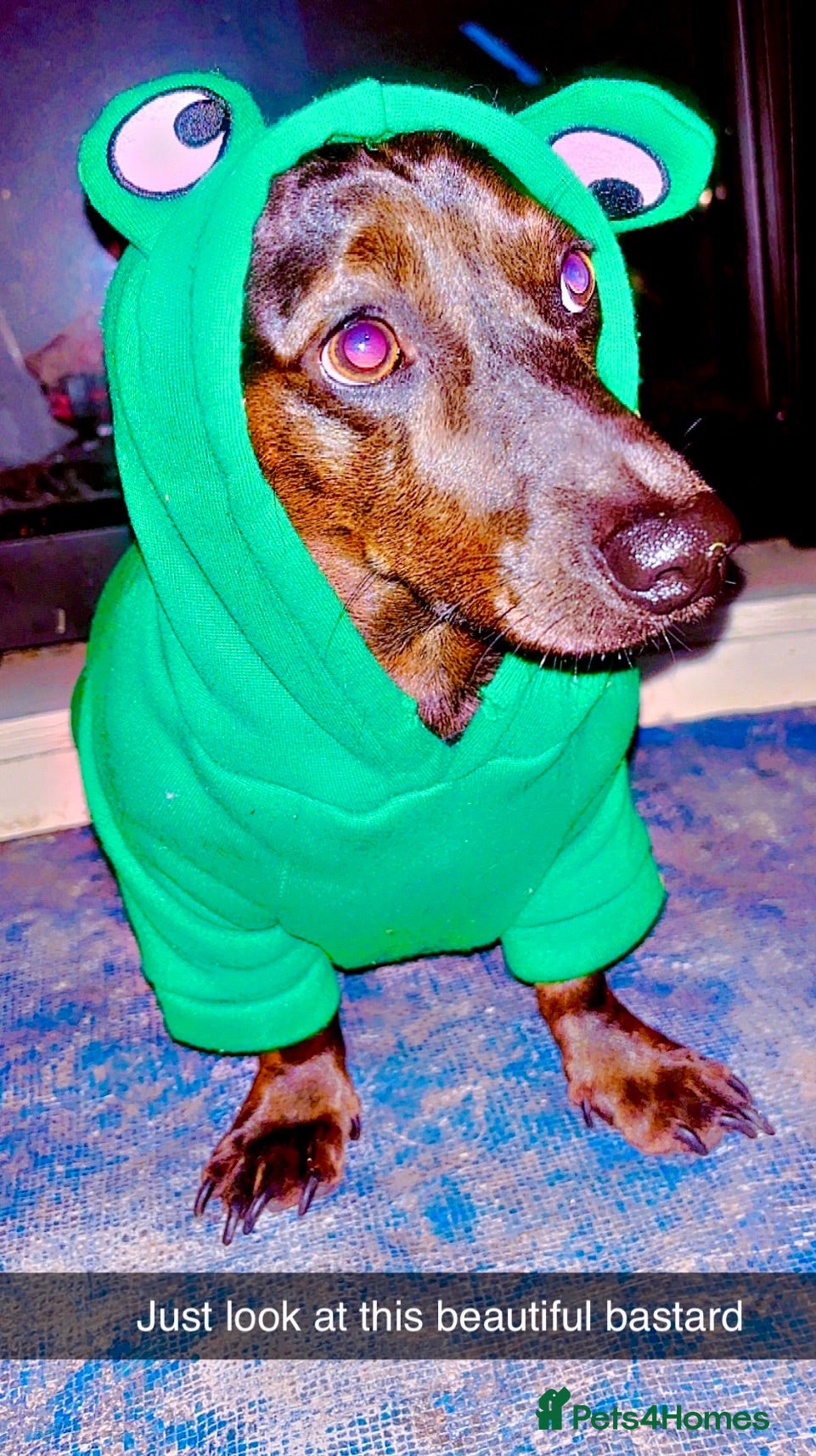 Dachshund dogs Dog To Stud  - Advert 6