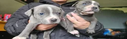 Staffordshire Bull Terrier dogs for sale: Blue staffy pups. Blue bronsen bloodline - Advert 16