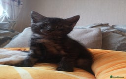 Maine Coon cats for sale: FLUFFY MAINECOON X KITTENS - Image 4