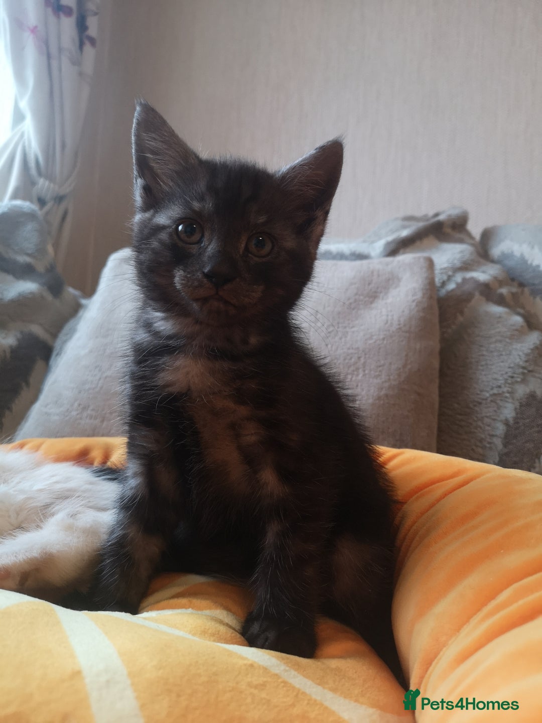 Maine Coon cats for sale: FLUFFY MAINECOON X KITTENS - Image 4