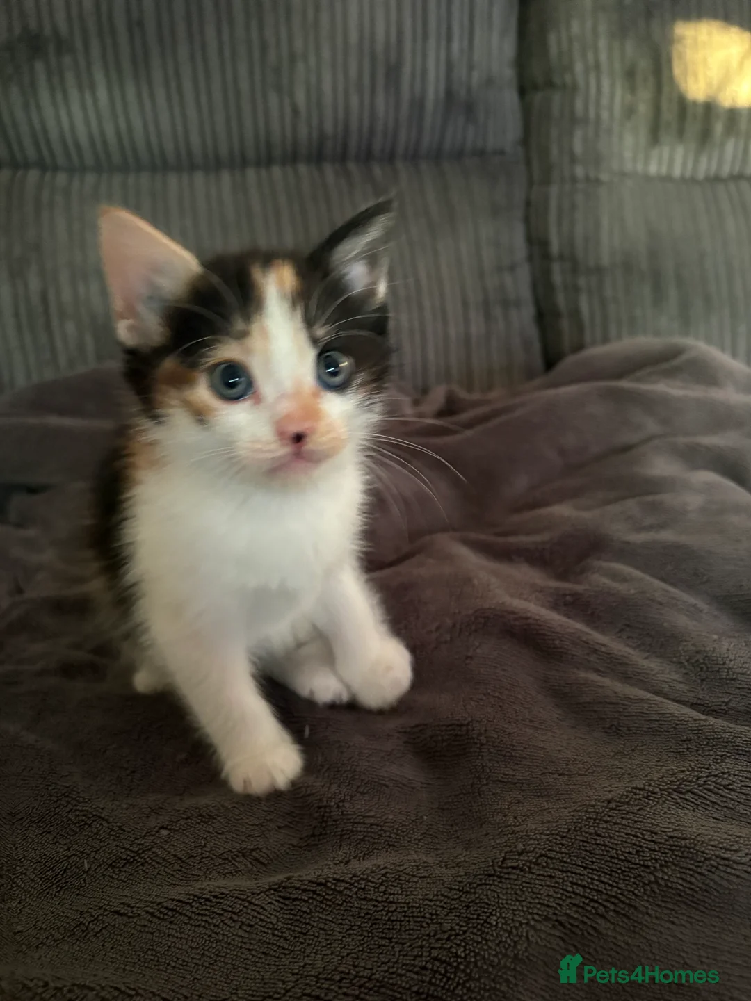 Mixed Breed cats for sale: 4 gorgeous kittens  - Advert 2