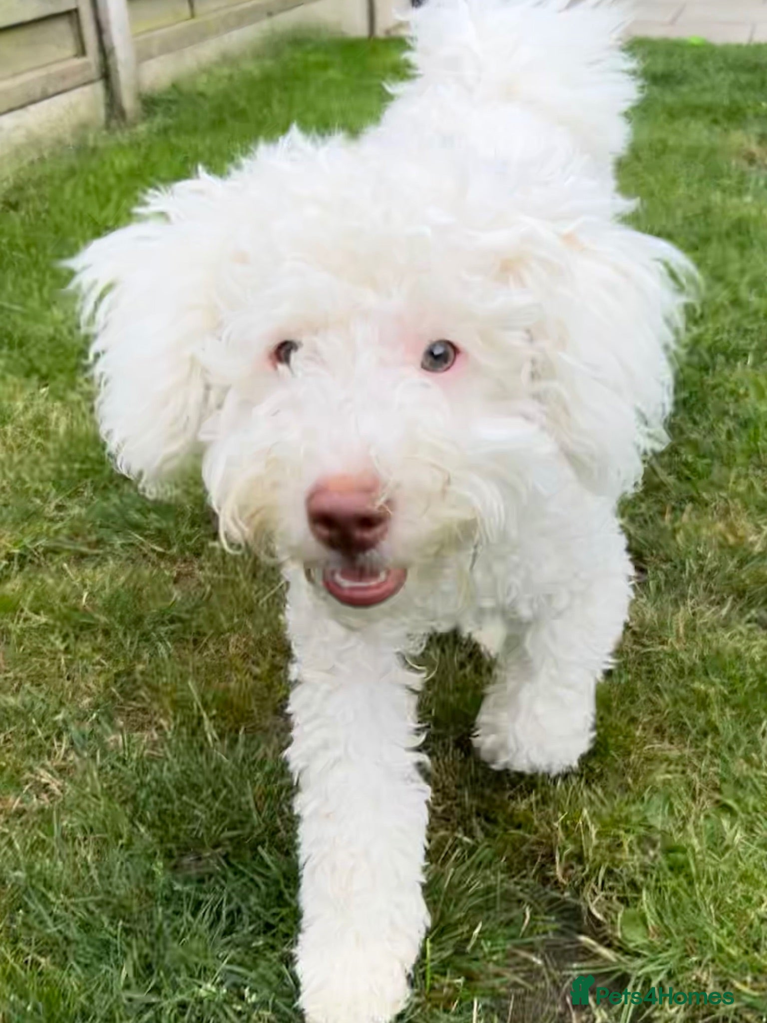 Labradoodle dogs Loving Home Needed - Miniature Labradoodle - Advert 14
