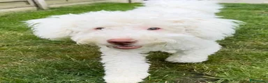 Labradoodle 1