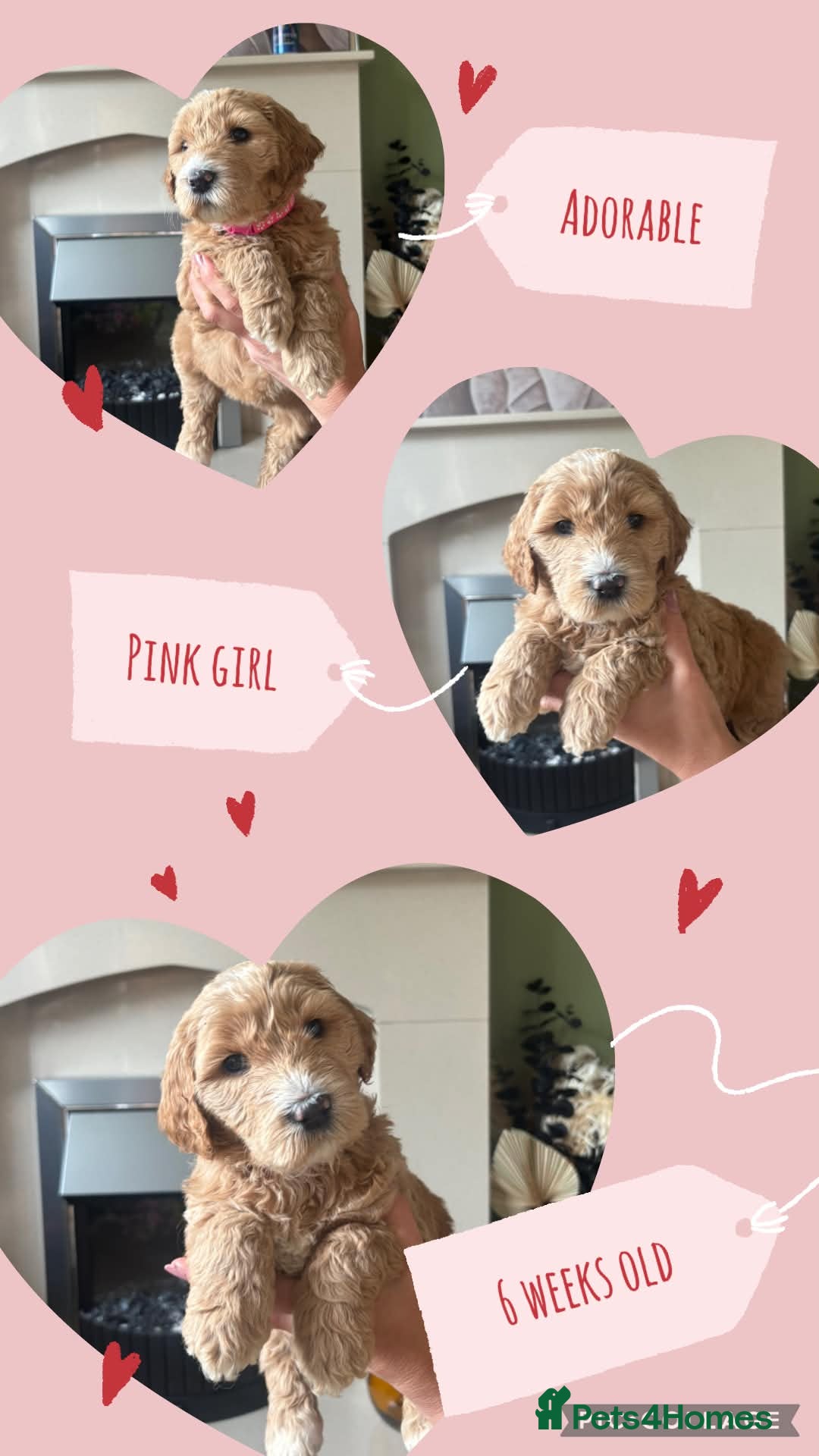 Double Doodle dogs Goldendoodle / Australian Double Doodle  - Advert 3