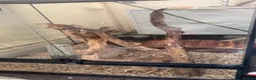 Mixed Breed rodents for sale: African Pygmy doormouse x2 - Advert 2