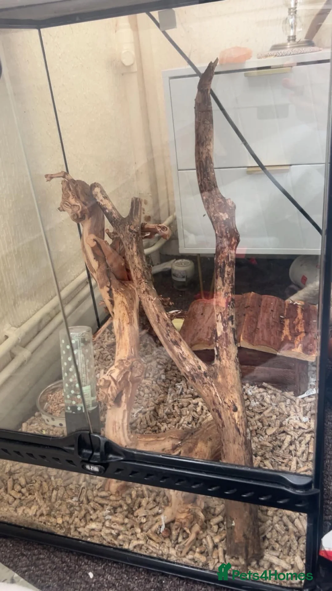 Mixed Breed rodents for sale: African Pygmy doormouse x2 - Advert 2