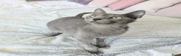Russian Blue cats for sale: GCCF Registered Mia Seeking a Loving Home - Advert 7