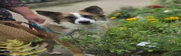 Mixed Breed dogs for adoption: Kyle - Beautiful Collie mix boy  - Advert 1