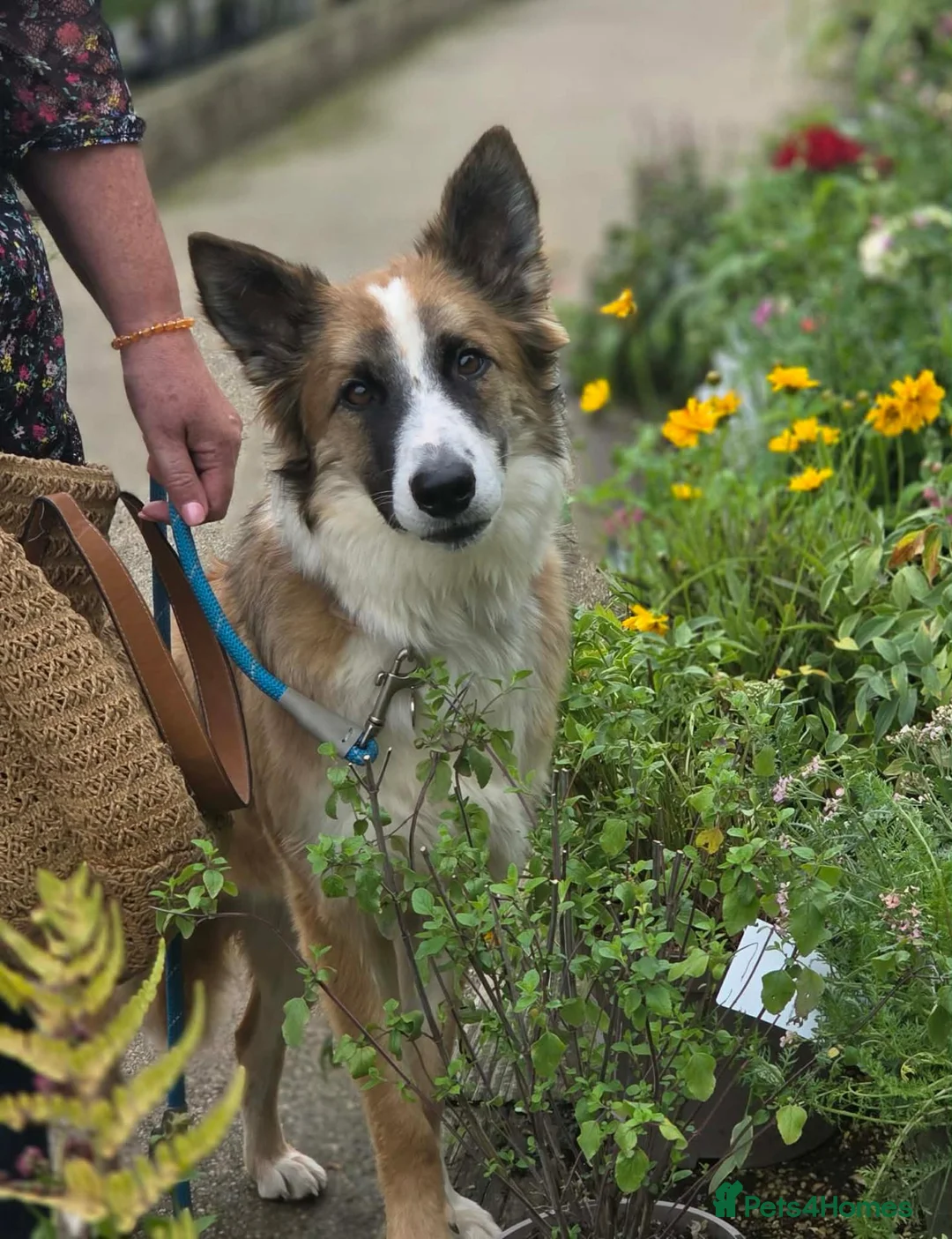 Mixed Breed dogs for adoption: Kyle - Beautiful Collie mix boy  - Advert 1