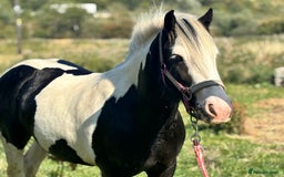 Irish Cob horses for sale: Gyspy offers considered - Image 3