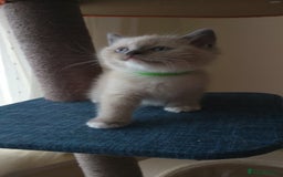 Ragdoll cats for sale: 4 stunning ragdoll kittens left - Image 8