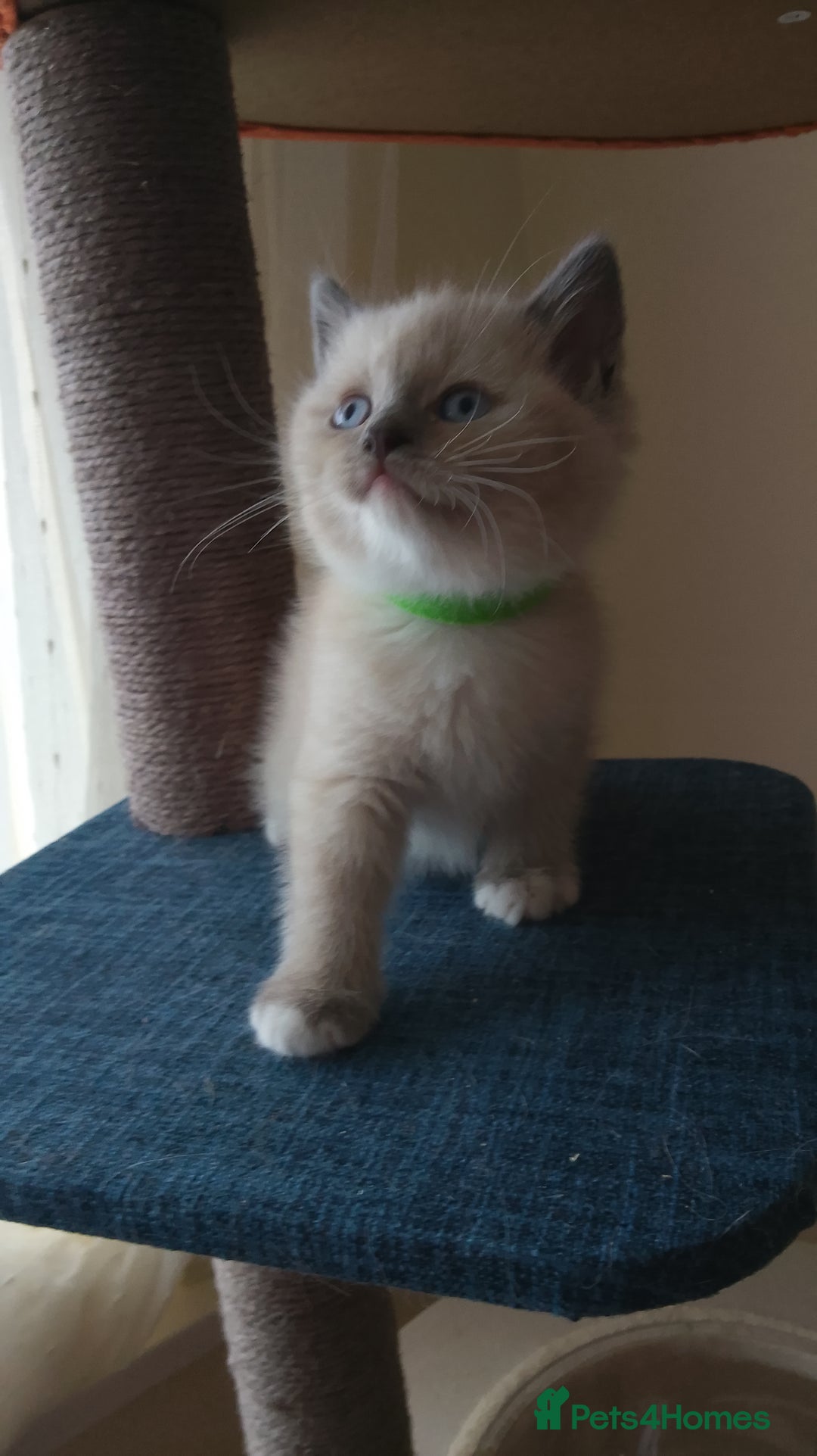 Ragdoll cats for sale: 4 stunning ragdoll kittens left - Image 8