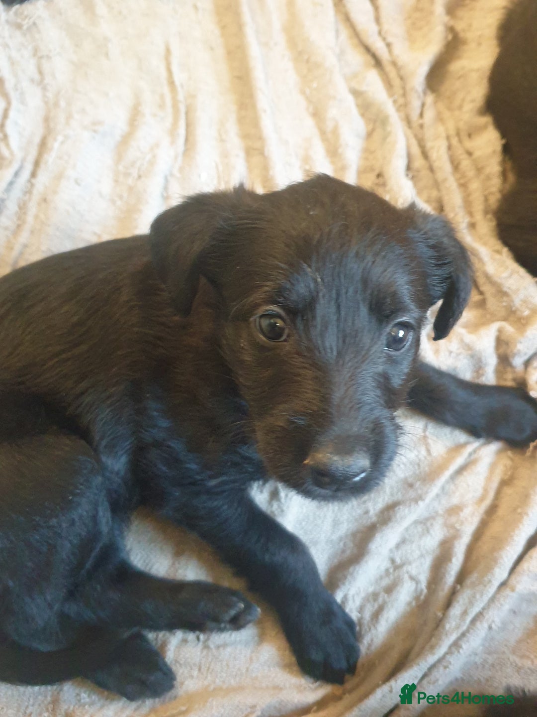 Lurcher dogs for sale: Lurcher - Advert 6