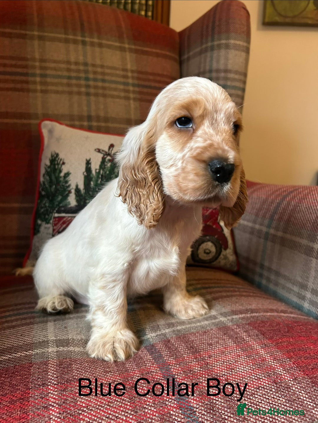 Cocker Spaniel dogs for sale: KC registered, health tested show type puppies - Advert 2