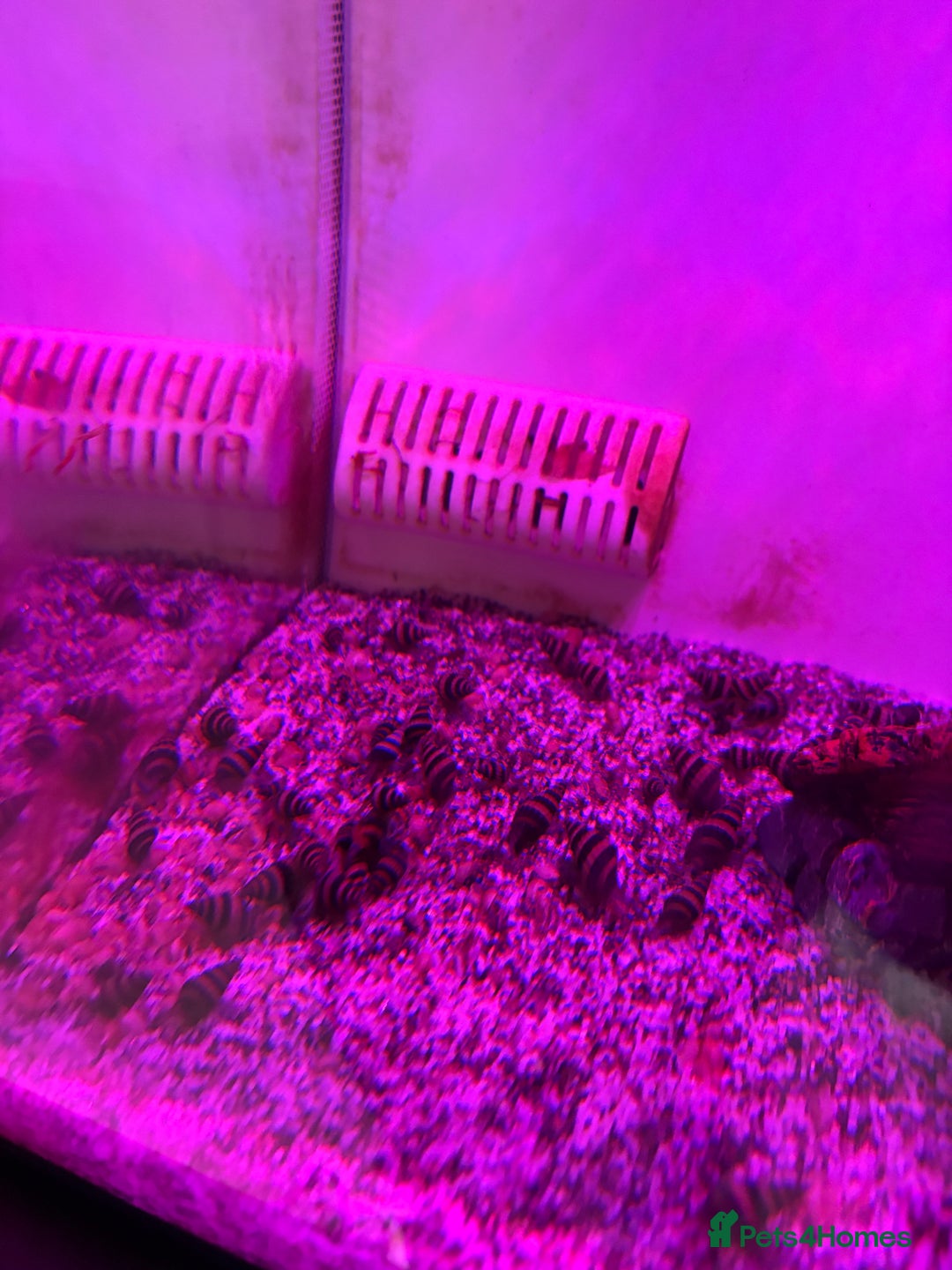 Snails fish for sale: Assassin snails  - Advert 1