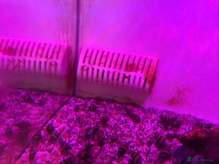 Snails fish Assassin snails - Advert 2