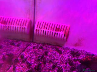 Snails fish Assassin snails - Advert 3