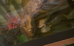 Frog reptiles for sale: African claw frogs - Image 5