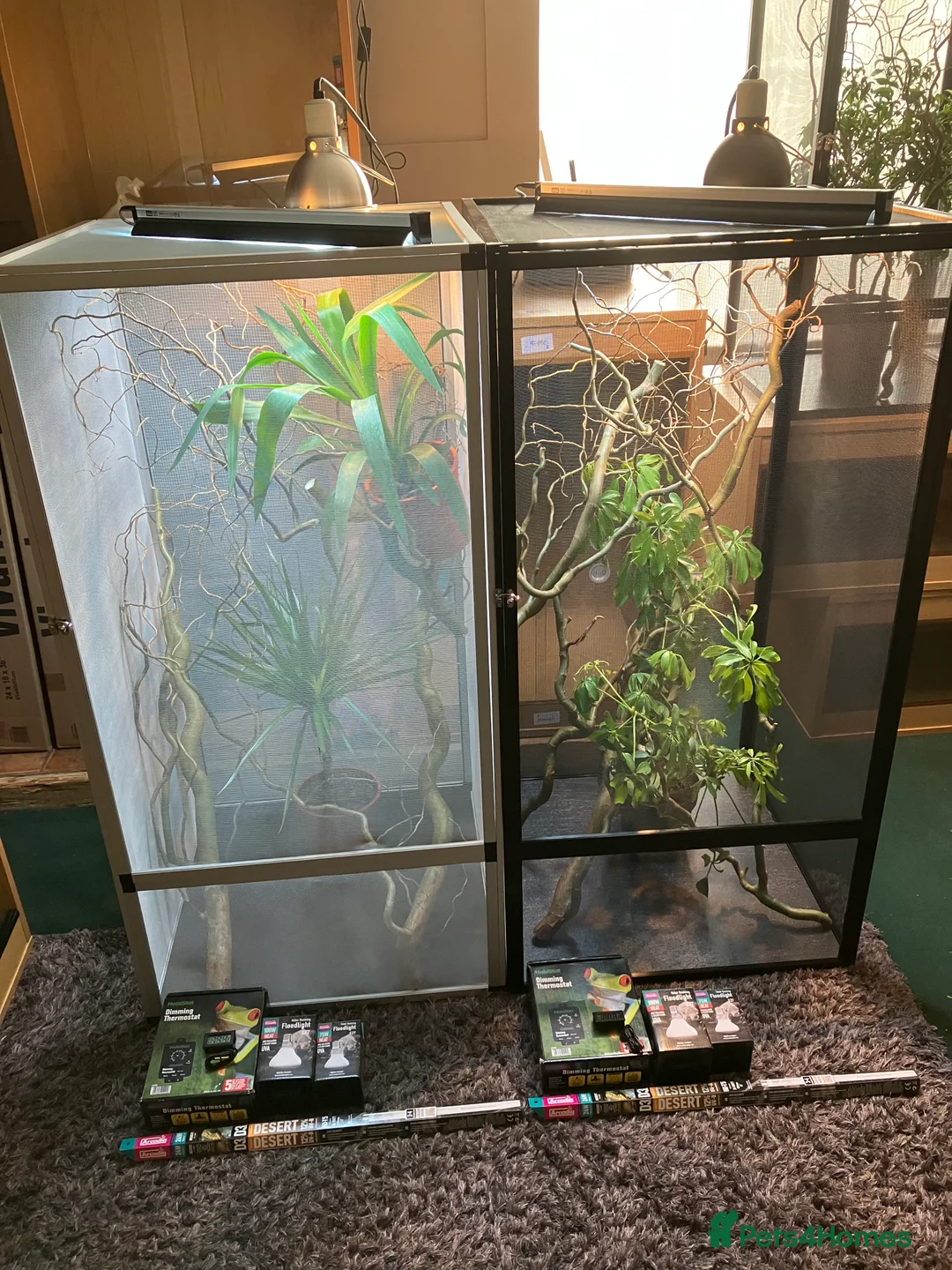 Chameleon reptiles for sale: Yemen Chameleon + Vivarium Setup Kit - Advert 7