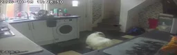 Pomeranian dogs for sale: Leo dog - Advert 7