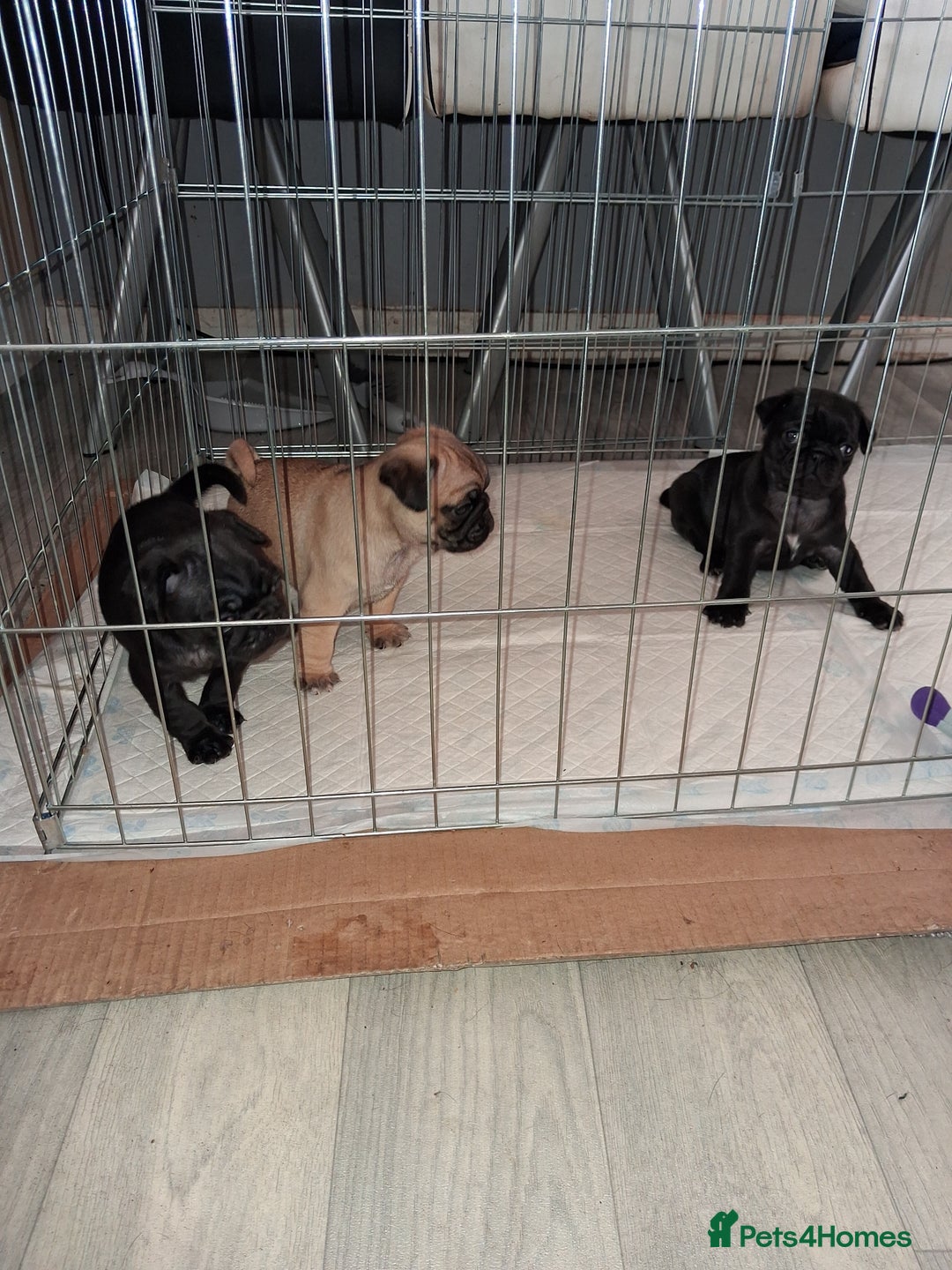 Pug dogs for sale: 5 adorable pug puppies for sale  - Advert 20