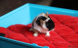Guinea Pig rodents for sale: Peruvian long haired Babies - Advert 17