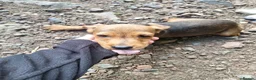 Mixed Breed dogs for sale: Cockerdale puppies looking for they new homes - Advert 3