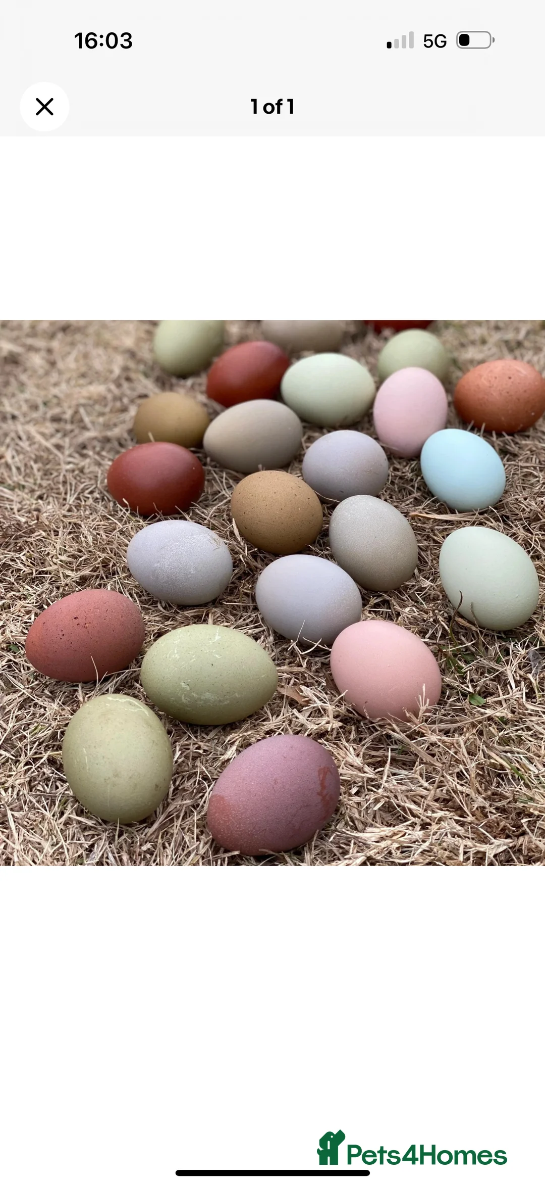 Chickens poultry for sale: Hatching eggs available. One day old chick -pol - Advert 4