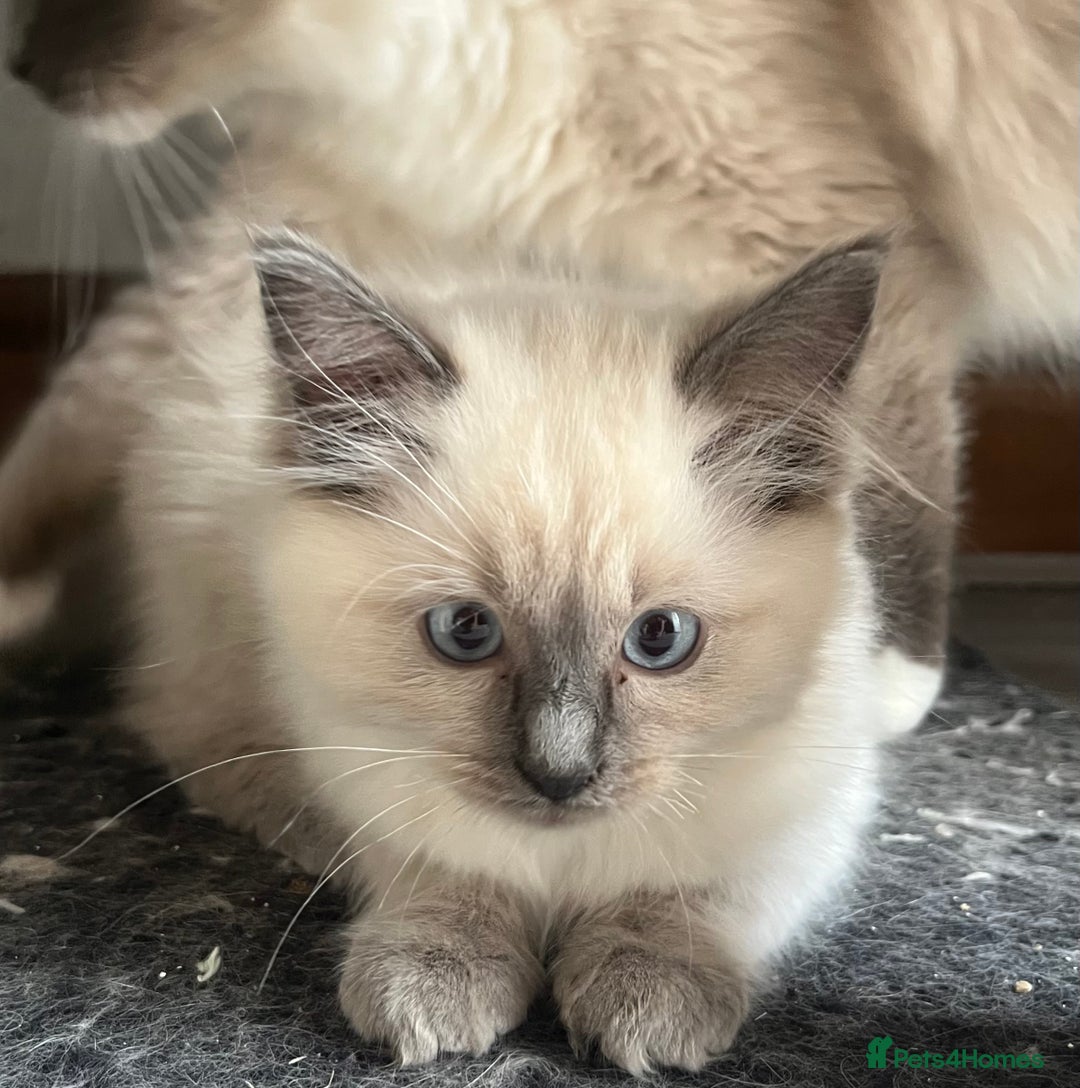 Ragdoll cats for sale: Last 3 Male Ragdolls - Image 10