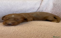 Cockapoo dogs for sale:  Teddy Bear type Cockapoos. - Image 3