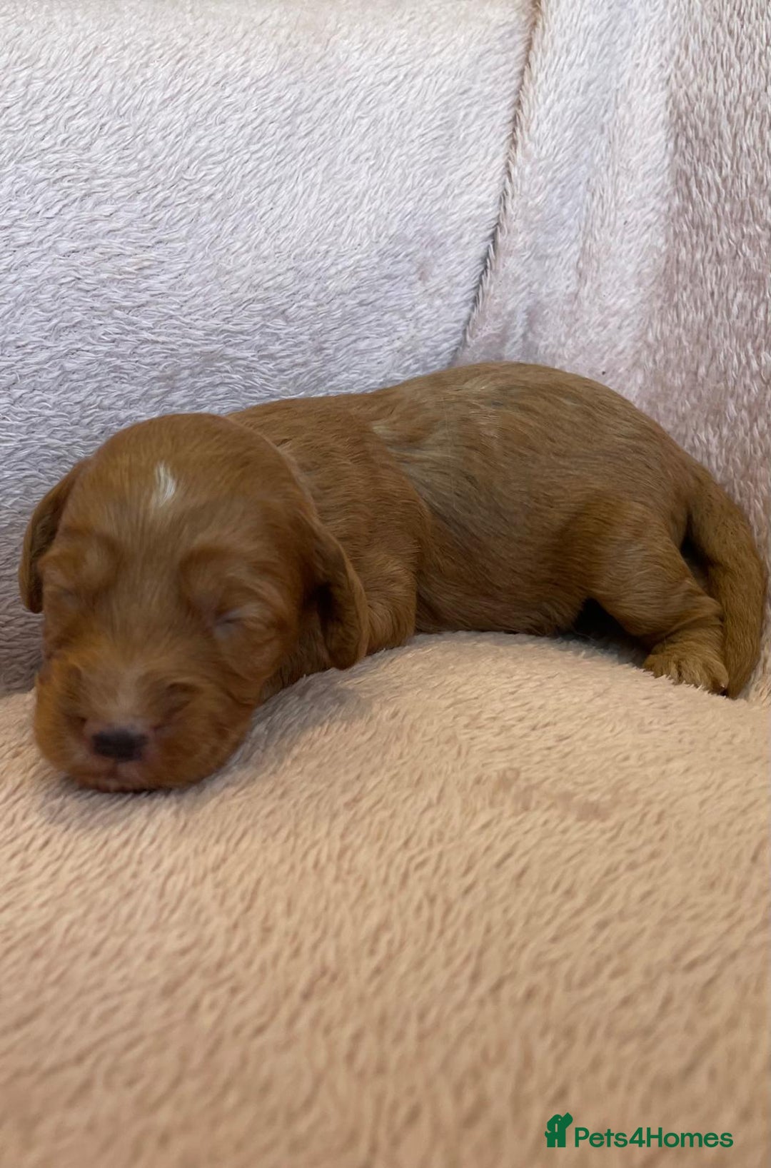 Cockapoo dogs for sale:  Teddy Bear type Cockapoos. - Image 3