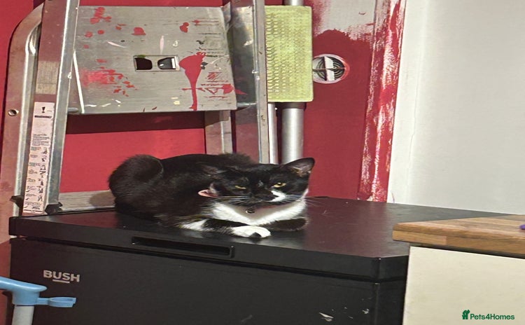 Domestic Shorthair cats - Advert 2