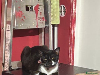 Domestic Shorthair cats for sale - Advert 1