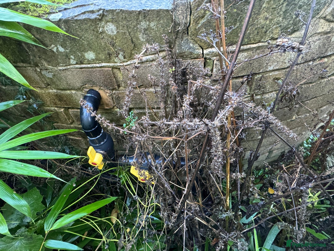 Koi Carp fish for sale: School of Koi/Koi carp  - Advert 6