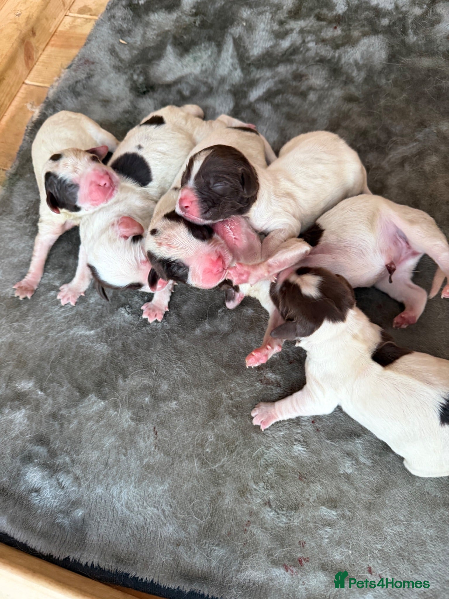 English Springer Spaniel dogs Quality English Working Springer Spaniel Puppies - Advert 2