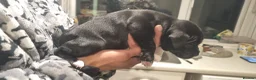 Staffordshire Bull Terrier dogs for sale: Staffordshire Bull Terrier KC Champion Lined - Advert 11
