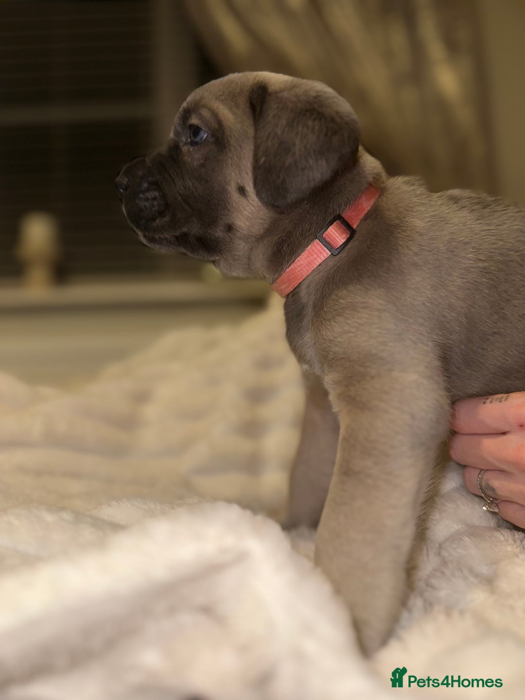 Cane Corso dogs for sale: ‼️ Champion ICCF, health tested Cane Corso pup ‼️ - Advert 4