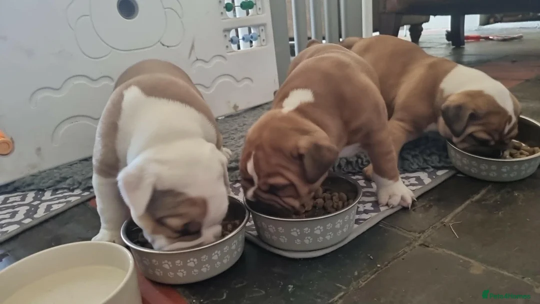 American Bulldog dogs for sale: Happy, chunky, healthy American Bulldog puppies  - Advert 2