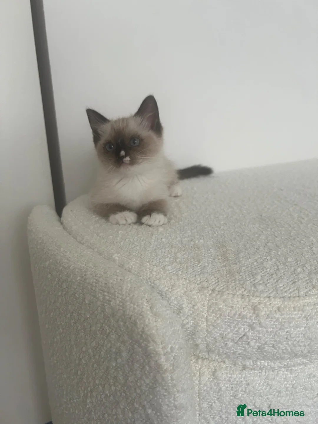 Ragdoll cats for sale: Ragdoll Female Kitten  - Advert 4