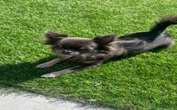 Chihuahua dogs for stud: 1.8kg TikTok star STUD DUTIES ⭐️ - Image 1